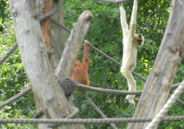 48 - OrangUtans und Gibbons leben zusammen.jpg